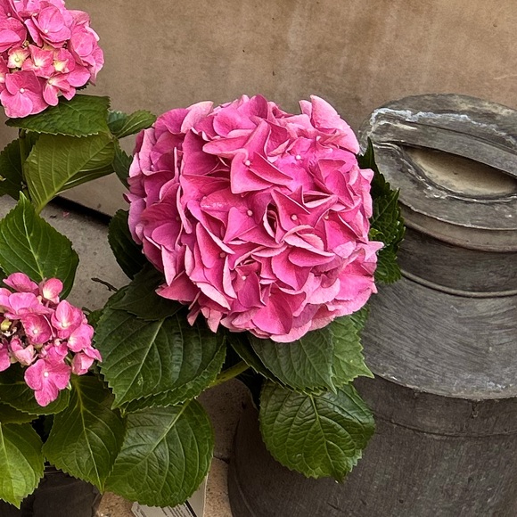 Meet your Posher, Joy - Picture 1 of 1